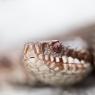 Vipera berus - Common adder (Vipera berus)