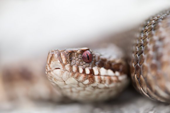 Vipera berus - Common adder (Vipera berus)