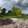 Vipera berus - Common adder (Vipera berus)