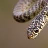 Biacco - Green whip snake (Hierophis viridiflavus)