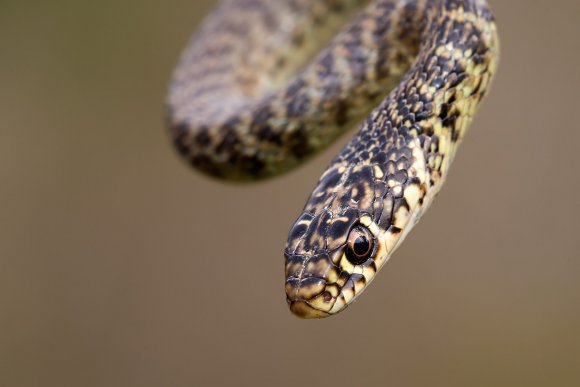 Biacco - Green whip snake (Hierophis viridiflavus)