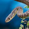 Biacco - Green whip snake (Hierophis viridiflavus)