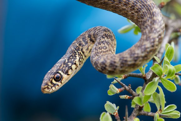 Biacco - Green whip snake (Hierophis viridiflavus)