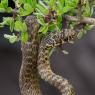 Biacco - Green whip snake (Hierophis viridiflavus)