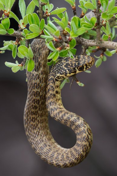 Biacco - Green whip snake (Hierophis viridiflavus)