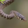 Biacco - Green whip snake (Hierophis viridiflavus)