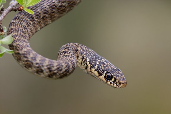 Biacco - Green whip snake (Hierophis viridiflavus)