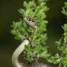 Biacco - Green whip snake (Hierophis viridiflavus)