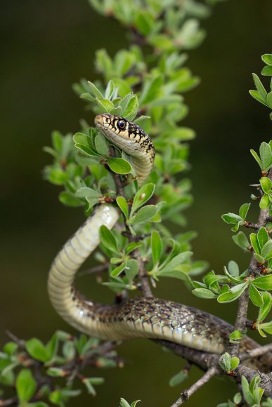 Biacco - Green whip snake (Hierophis viridiflavus)