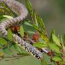 Biacco - Green whip snake (Hierophis viridiflavus)