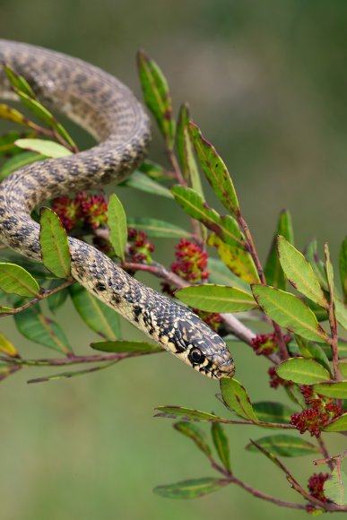 Biacco - Green whip snake (Hierophis viridiflavus)