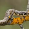 Biacco - Green whip snake (Hierophis viridiflavus)