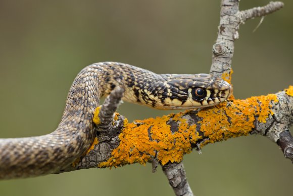 Biacco - Green whip snake (Hierophis viridiflavus)