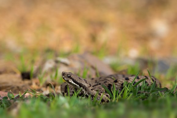 Vipera aspis - Common Asp (Vipera aspis)