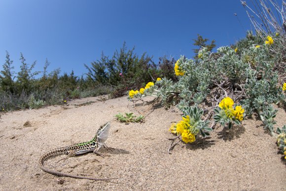 Lucertola campestre - Common lizard (Podarcis sicula)