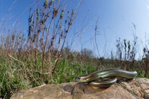 Luscengola - Three-toed skink (Chalcides chalcides)