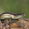 Luscengola - Three-toed skink (Chalcides chalcides)