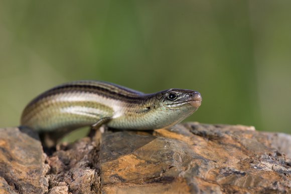 Luscengola - Three-toed skink (Chalcides chalcides)