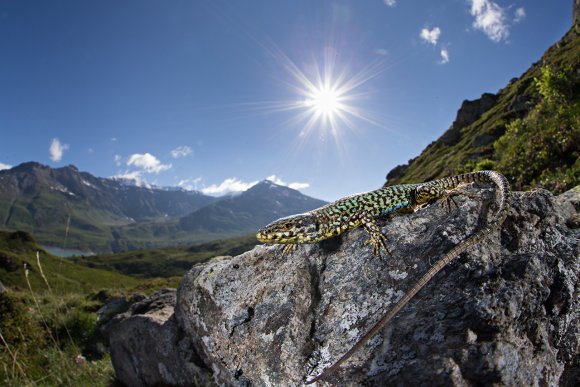 Lucertola muraiola - Wall lizard (Podarcis muralis)
