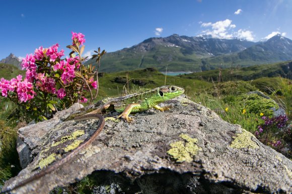 Ramarro occidentale - European green lizard (Lacerta bilineata)
