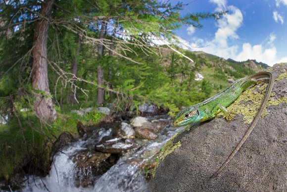 Ramarro occidentale - European green lizard (Lacerta bilineata)