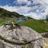 Ramarro occidentale - European green lizard (Lacerta bilineata)