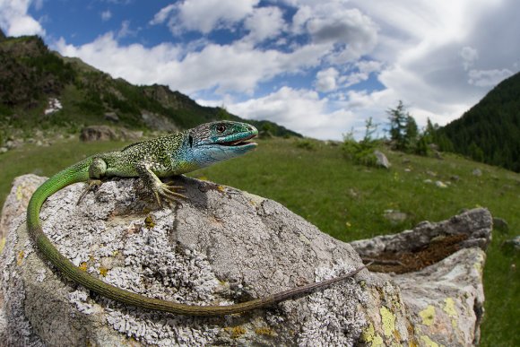 Ramarro occidentale - European green lizard (Lacerta bilineata)