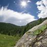 Ramarro occidentale - European green lizard (Lacerta bilineata)