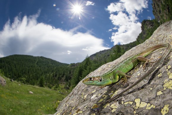 Ramarro occidentale - European green lizard (Lacerta bilineata)