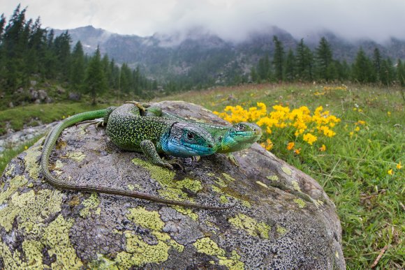 Ramarro occidentale - European green lizard (Lacerta bilineata)