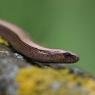 Orbettino - Slow worm (Anguis fragilis)