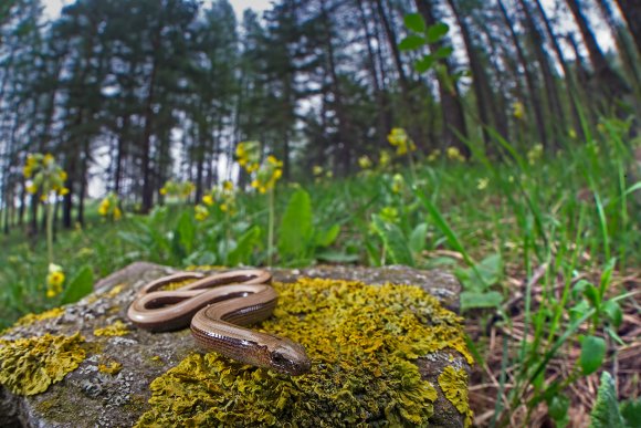 Orbettino - Slow worm (Anguis fragilis)