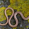 Orbettino - Slow worm (Anguis fragilis)