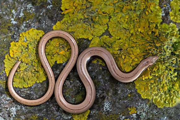 Orbettino - Slow worm (Anguis fragilis)