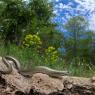 Luscengola - Three-toed skink (Chalcides chalcides)