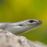Luscengola - Three-toed skink (Chalcides chalcides)