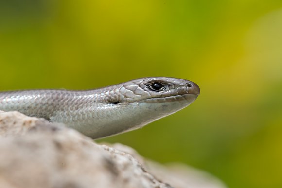 Luscengola - Three-toed skink (Chalcides chalcides)