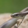 Luscengola - Three-toed skink (Chalcides chalcides)