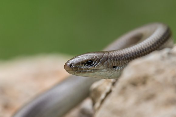 Luscengola - Three-toed skink (Chalcides chalcides)