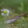 Luscengola - Three-toed skink (Chalcides chalcides)