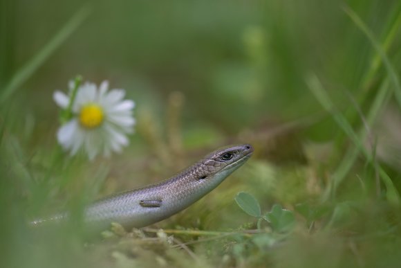 Luscengola - Three-toed skink (Chalcides chalcides)