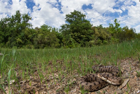 Vipera aspis - Common Asp (Vipera aspis)