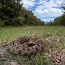 Vipera aspis - Common Asp (Vipera aspis)