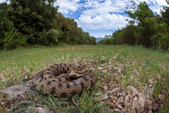 Vipera aspis - Common Asp (Vipera aspis)