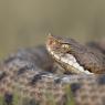 Vipera aspis - Common Asp (Vipera aspis)