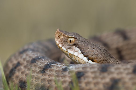 Vipera aspis - Common Asp (Vipera aspis)