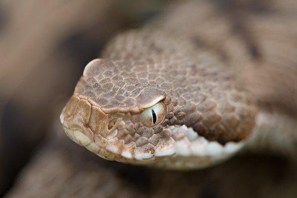 Vipera aspis - Common Asp (Vipera aspis)