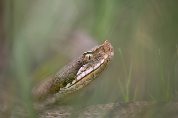 Vipera aspis - Common Asp (Vipera aspis)