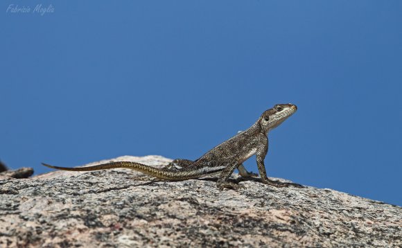 Agama comune (Agama agama)
