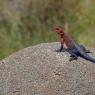 Agama comune (Agama agama)